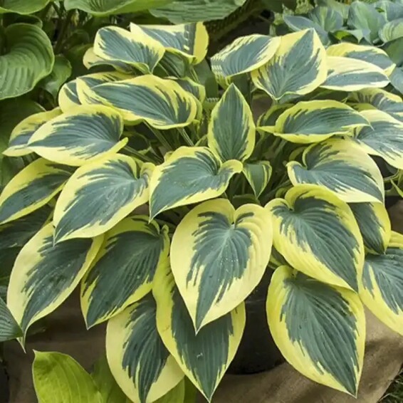 Хоста 'First Frost' #1, С2 - - 5