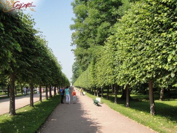 Липа крупнолистная, топиар, ф.шпалера #1, WRB 35--40 350-400 St. 200-225 - 1 Липа крупнолистная, топиар, ф.шпалера #1, WRB 35--40 350-400 St. 200-225 - 1