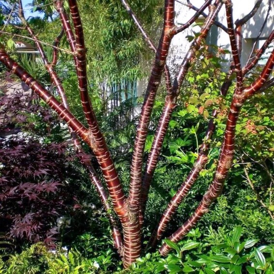 Вишня пильчатая #1, WRB 18--20 350-400 St. 160-180 - 7