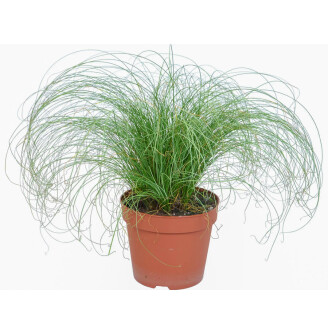 Осока волосоподібна 'Frosted Curls'