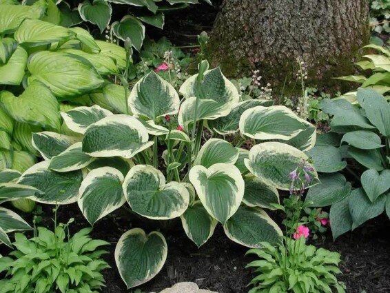 Хоста 'Austin Dickinson' - 1