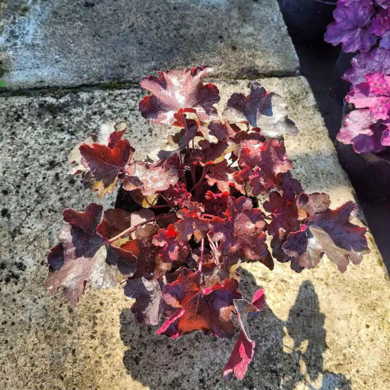 Гейхера 'Rex Fire® PBR', ГК - - 2 Гейхера 'Rex Fire® PBR', ГК - - 2