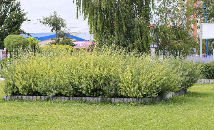 НОВАЯ АКЦИЯ на растения для сада природного стиля