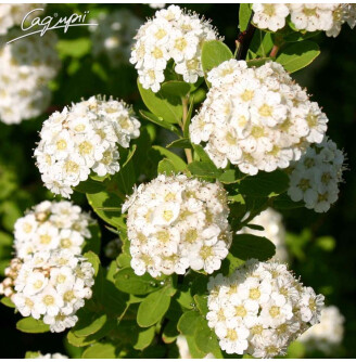 Спирея ниппонская 'Snowmound'