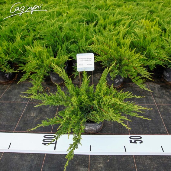 Можжевельник казацкий 'Tamariscifolia' #1, WRB 175-200 - 1