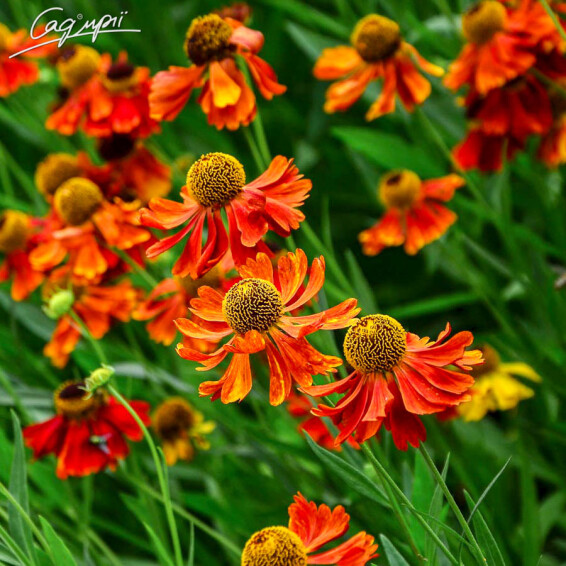 Гелениум гибридный 'Can Can' - 4