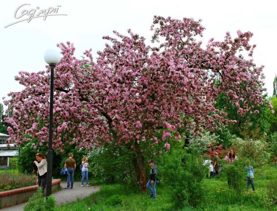 Яблоня 'Rudolph' #3, WRB 20--25 450-500 St. 160-180 - 3