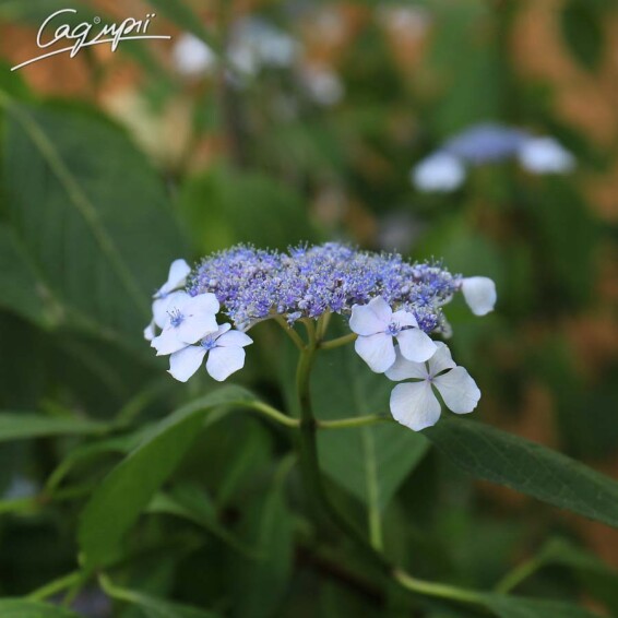 Гортензия крупнолистная 'Bluebird' - 3