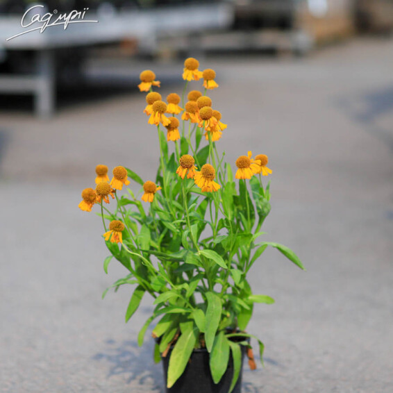 Геленіум Бігелоу 'The Bishop' - 6