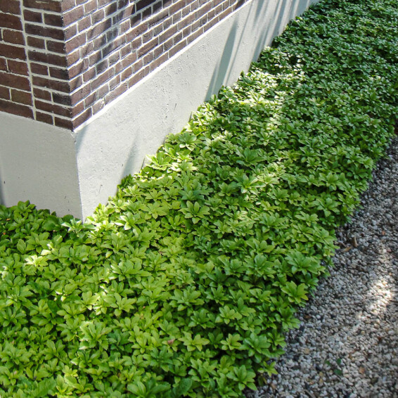 Пахізандра верхівкова - 1 Пахізандра верхівкова - 1