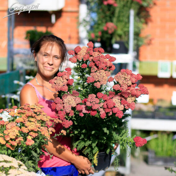 Деревій 'Pomegranate' - 2