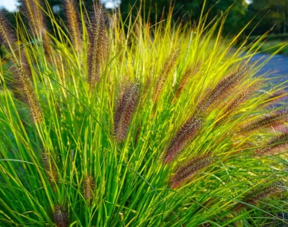 Пенісетум лисохвостий 'Viridescens' - 5