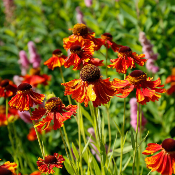 Гелениум гибридный 'Moerheim Beauty' - 8