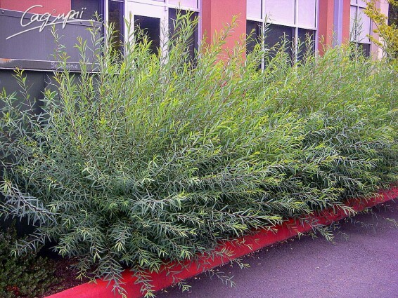 Верба пурпурна 'Nana' - 2