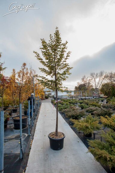 Липа сердцелистная 'Rancho' #9, WRB 30--35 450-500 St. 200 - 3