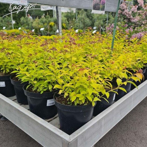 Спирея японская 'Goldflame' - 2 Спирея японская 'Goldflame' - 2