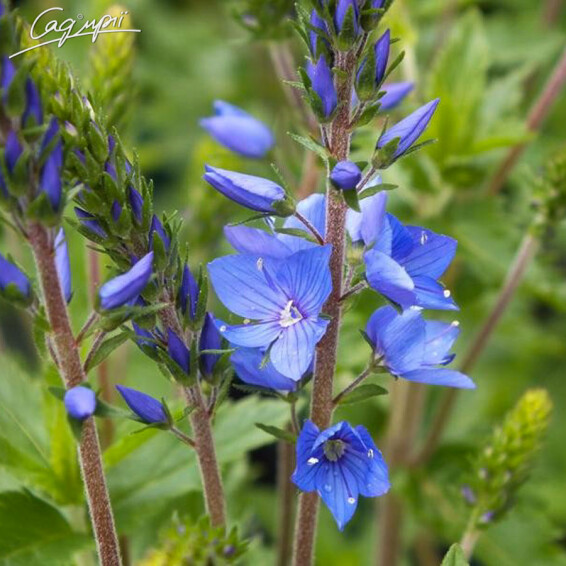 Вероніка австрійська, C2 - - 4