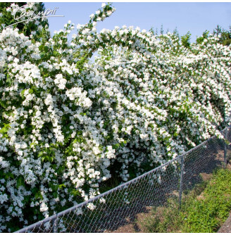 Жасмін садовий 'Natchez'