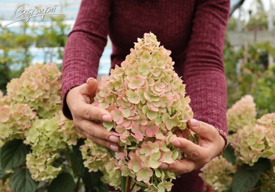 Гортензія волотиста 'Sundae Fraise' ® #3, С14 100-125 - 3