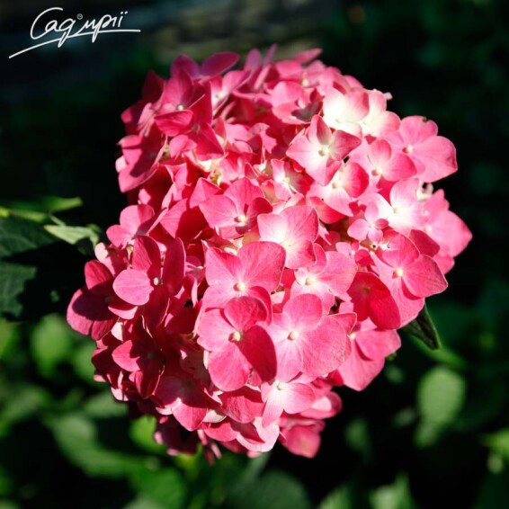 Гортензия крупнолистная 'Leuchtfeuer' #2, C3 - - 10