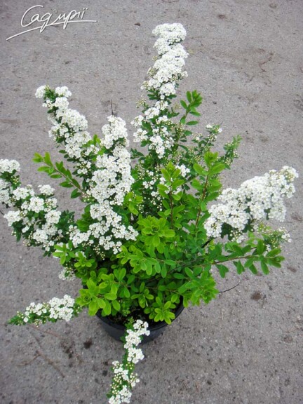 Спирея ниппонская 'Snowmound' #2, Р9 - - 2