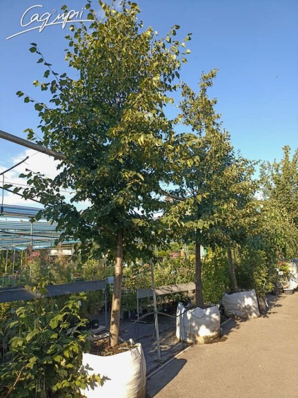 Липа серцелиста - 3