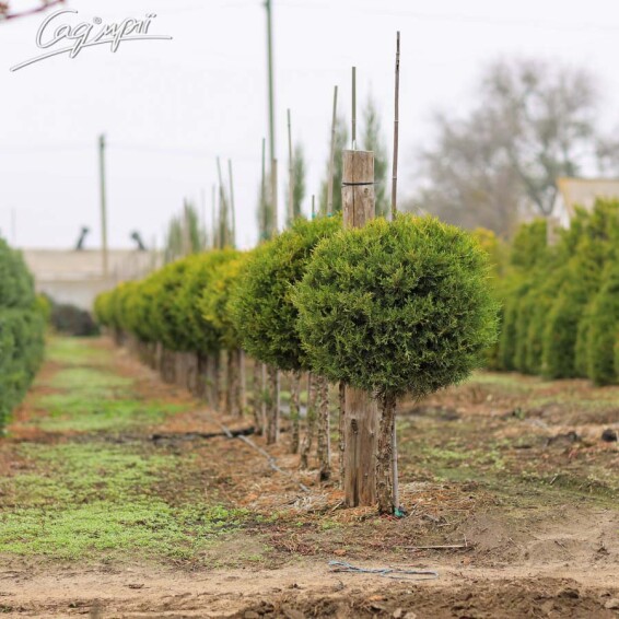 Ялівець китайський 'Kuriwao Gold' #4, C32 150-200 - 3
