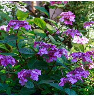 Гортензія крупнолиста 'Bluebird'