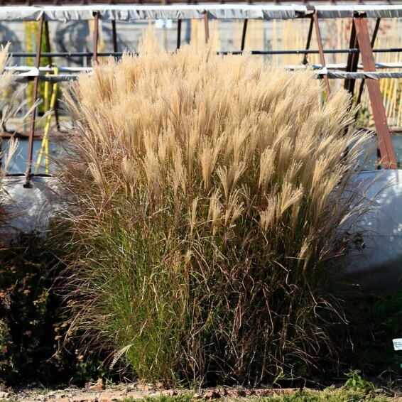 Мискантус китайский 'Silberspinne' - 3