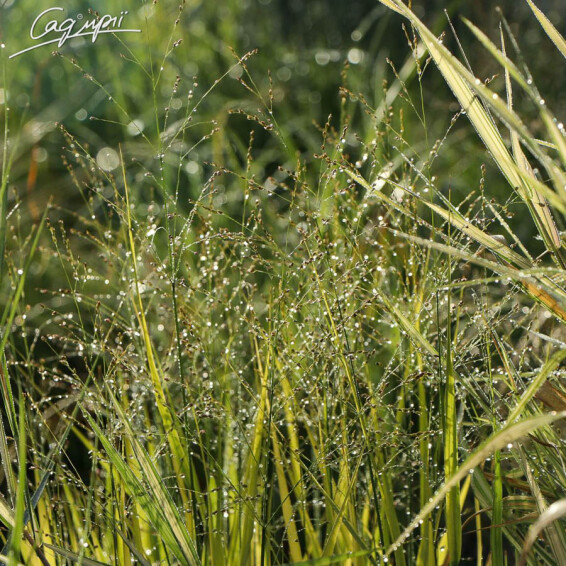 Просо вербовидне 'Strictum' - 1