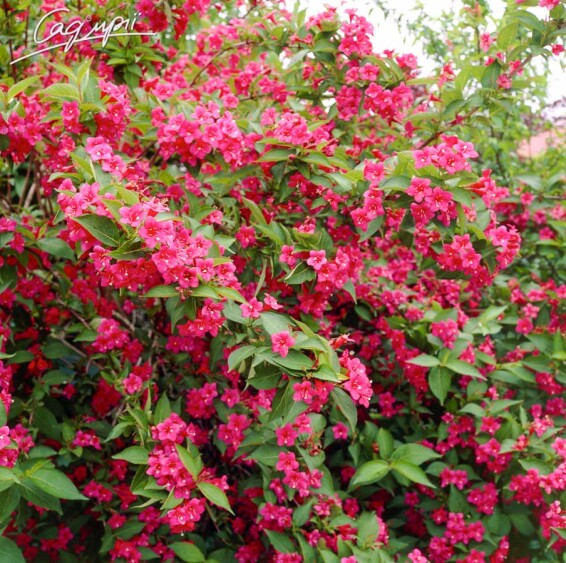 Вейгела гибридная 'Bristol Ruby' - 1 Вейгела гибридная 'Bristol Ruby' - 1