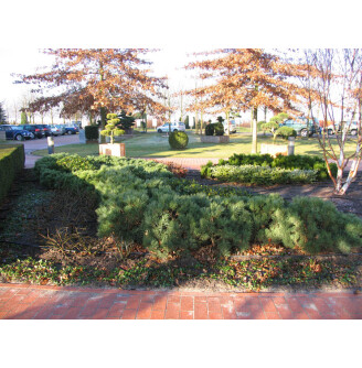 Сосна гірська mughus