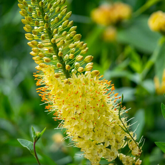 Еремурус 'Moneymaker' - 2 Еремурус 'Moneymaker' - 2