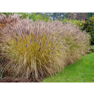 Пенісетум лисохвістний 'Moudry'