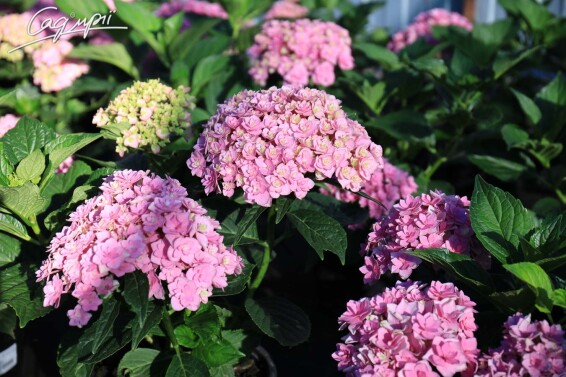 Гортензія крупнолиста 'You and Me Together Rose'® - 3 Гортензія крупнолиста 'You and Me Together Rose'® - 3