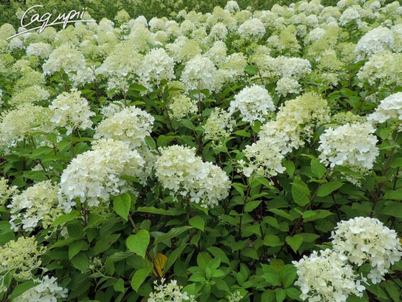 Гортензія волотиста 'Magical Candle'® - 2