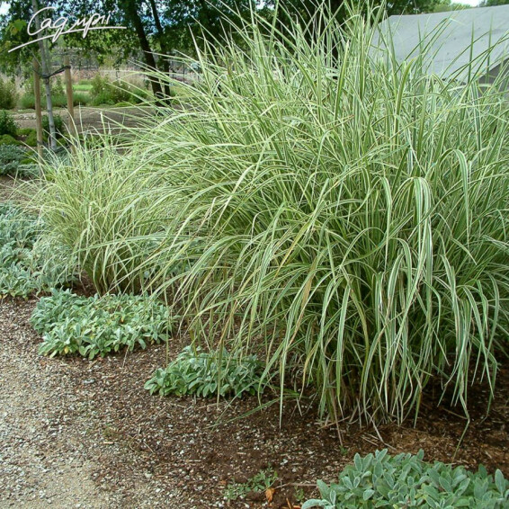 Мискантус китайский 'Variegatus' #1, С3 - - 2 Мискантус китайский 'Variegatus' #1, С3 - - 2