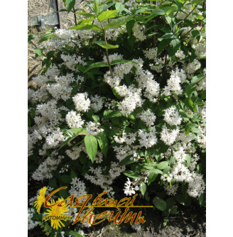 Дейція шорстка 'Plena'