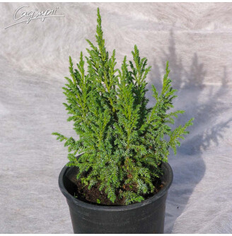 Можжевельник чешуйчатый 'Loderi'