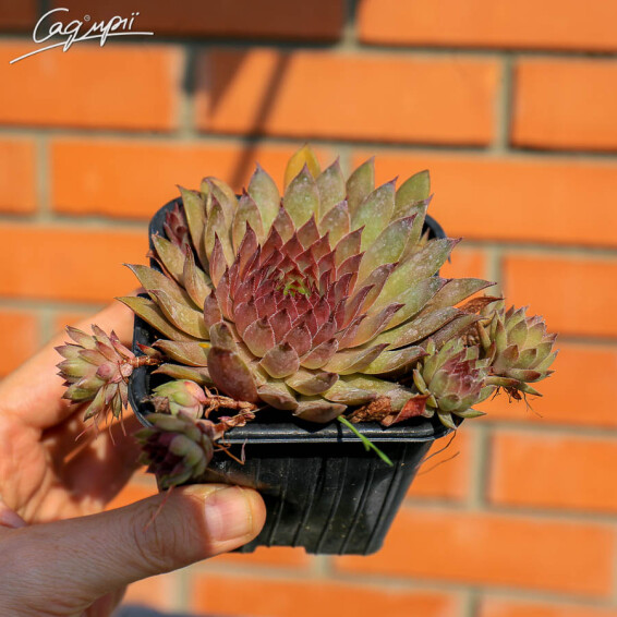 Молодило гібридне 'Donarosse' #1, p9 - - 1