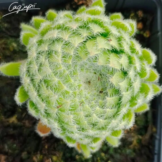 Молодило реснитчатое - 1