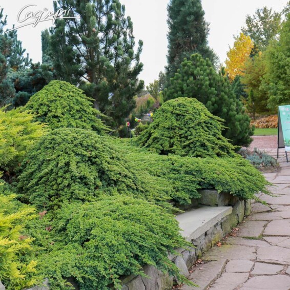 Ялівець лежачий 'Nana' - 1