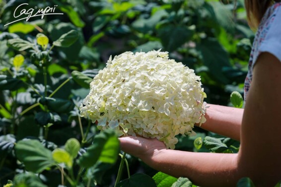 Гортензия древовидная 'Hills of Snow' - 1