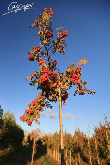 Рябина обыкновенная 'Pendula' #4, WRB 18--20 225-250 St. 200-225 - 5 Рябина обыкновенная 'Pendula' #4, WRB 18--20 225-250 St. 200-225 - 5