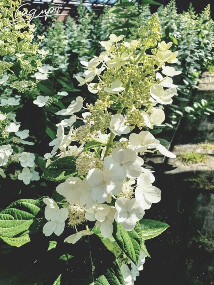 Гортензия метельчатая 'Unique' - 2