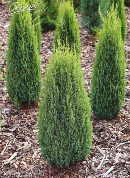 Ялівець звичайний 'Hibernica' - 5