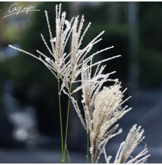 Міскантус китайський 'Ferner Osten'