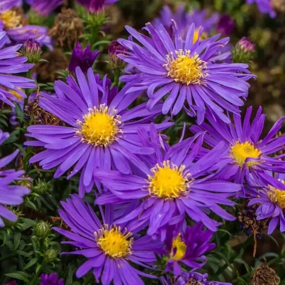 Астра кустарниковая 'Blaue Laguna' - 7