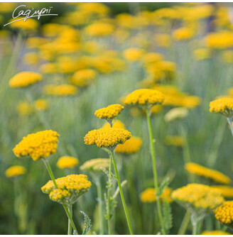 Деревій таволговий 'Schwellenburg'