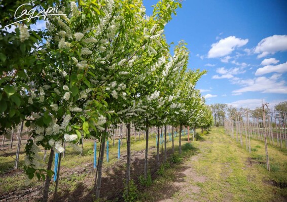 Черемшина звичайна - 5